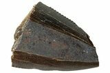 Serrated Tyrannosaur Tooth Tip - Judith River Formation #263838-1